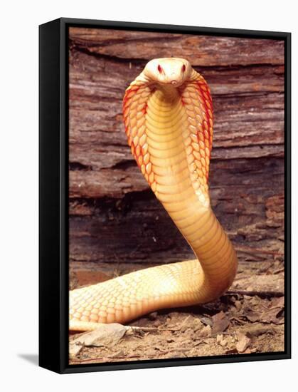 Albino Monocled Cobra, Native to SE Asia-David Northcott-Framed Stretched Canvas