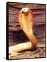 Albino Monocled Cobra, Native to SE Asia-David Northcott-Framed Stretched Canvas