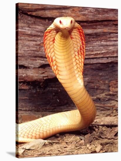 Albino Monocled Cobra, Native to SE Asia-David Northcott-Stretched Canvas