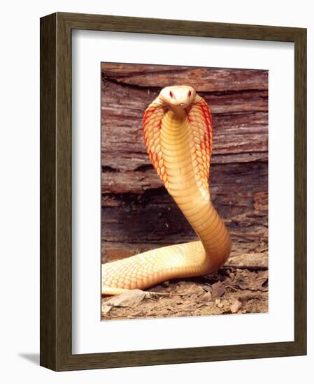 Albino Monocled Cobra, Native to SE Asia-David Northcott-Framed Photographic Print