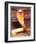 Albino Monocled Cobra, Native to SE Asia-David Northcott-Framed Photographic Print