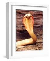 Albino Monocled Cobra, Native to SE Asia-David Northcott-Framed Photographic Print