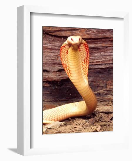 Albino Monocled Cobra, Native to SE Asia-David Northcott-Framed Photographic Print