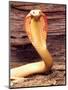 Albino Monocled Cobra, Native to SE Asia-David Northcott-Mounted Photographic Print