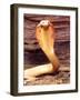 Albino Monocled Cobra, Native to SE Asia-David Northcott-Framed Photographic Print