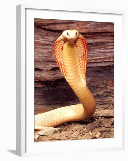 Albino Monocled Cobra, Native to SE Asia-David Northcott-Framed Photographic Print