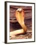 Albino Monocled Cobra, Native to SE Asia-David Northcott-Framed Photographic Print