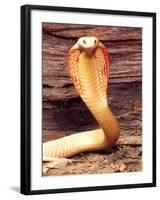 Albino Monocled Cobra, Native to SE Asia-David Northcott-Framed Photographic Print