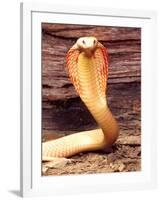 Albino Monocled Cobra, Native to SE Asia-David Northcott-Framed Photographic Print