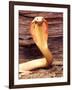 Albino Monocled Cobra, Native to SE Asia-David Northcott-Framed Photographic Print