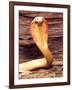 Albino Monocled Cobra, Native to SE Asia-David Northcott-Framed Photographic Print