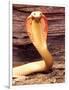 Albino Monocled Cobra, Native to SE Asia-David Northcott-Framed Photographic Print