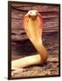 Albino Monocled Cobra, Native to SE Asia-David Northcott-Framed Photographic Print