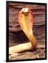 Albino Monocled Cobra, Native to SE Asia-David Northcott-Framed Photographic Print