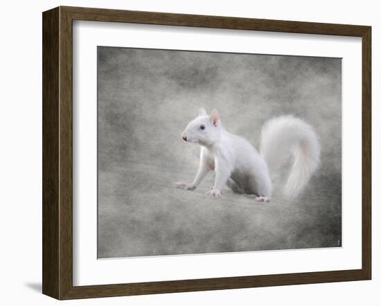 Albino Squirrel-Jai Johnson-Framed Giclee Print