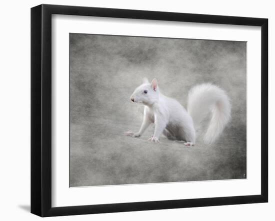 Albino Squirrel-Jai Johnson-Framed Giclee Print