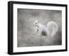 Albino Squirrel-Jai Johnson-Framed Giclee Print