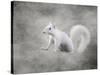 Albino Squirrel-Jai Johnson-Stretched Canvas