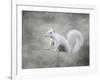 Albino Squirrel-Jai Johnson-Framed Giclee Print