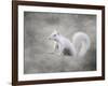 Albino Squirrel-Jai Johnson-Framed Giclee Print