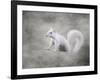 Albino Squirrel-Jai Johnson-Framed Giclee Print