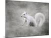 Albino Squirrel-Jai Johnson-Mounted Giclee Print