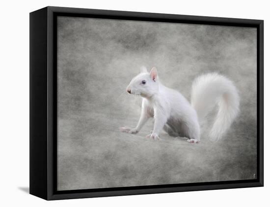 Albino Squirrel-Jai Johnson-Framed Stretched Canvas
