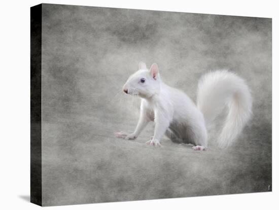 Albino Squirrel-Jai Johnson-Stretched Canvas