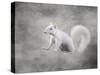 Albino Squirrel-Jai Johnson-Stretched Canvas
