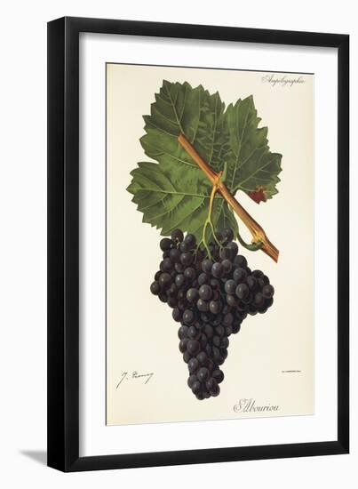 Albourion Grape-J. Troncy-Framed Giclee Print