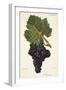 Albourion Grape-J. Troncy-Framed Giclee Print