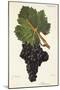 Albourion Grape-J. Troncy-Mounted Giclee Print