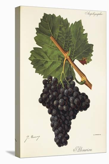 Albourion Grape-J. Troncy-Stretched Canvas