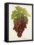 Albourla Grape-J. Troncy-Framed Stretched Canvas