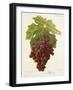 Albourla Grape-J. Troncy-Framed Giclee Print