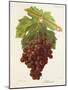 Albourla Grape-J. Troncy-Mounted Giclee Print