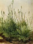 The Great Piece of Turf, 1503-Albrecht Drer-Stretched Canvas