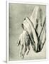 Gramercy White