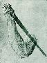 Just the Print
