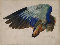 Wing of a European Roller, 1512 watercolor-Albrecht Dürer or Duerer-Giclee Print