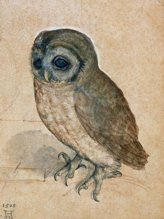 Sreech-Owl, 1508