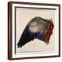 Brown Frame