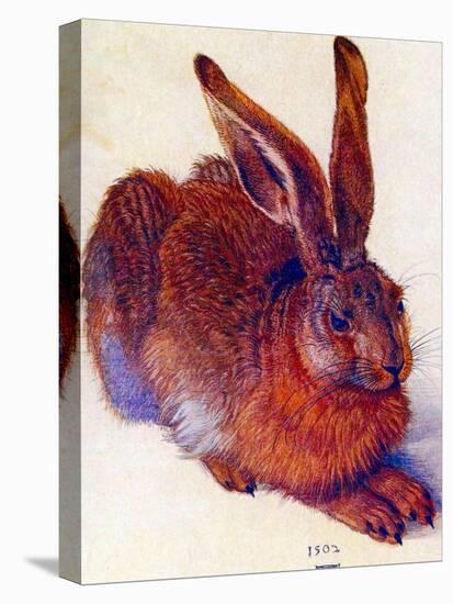 Albrecht Durer Field Hare Plastic Sign-Albrecht Dürer-Stretched Canvas