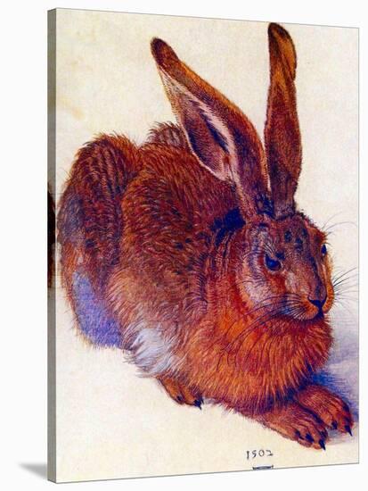 Albrecht Durer Field Hare Plastic Sign-Albrecht Dürer-Stretched Canvas