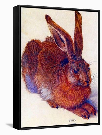 Albrecht Durer Field Hare Plastic Sign-Albrecht Dürer-Framed Stretched Canvas