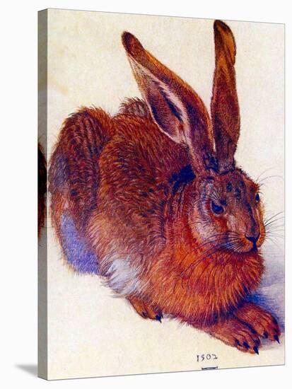 Albrecht Durer Field Hare Plastic Sign-Albrecht Dürer-Stretched Canvas