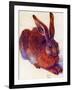 Albrecht Durer Field Hare Plastic Sign-Albrecht Dürer-Framed Art Print