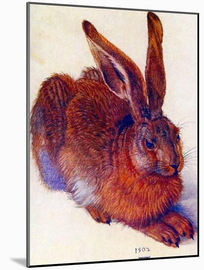 Albrecht Durer Field Hare Plastic Sign-Albrecht Dürer-Mounted Art Print