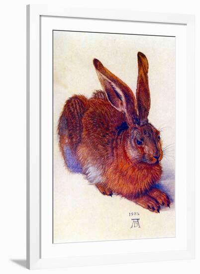 Albrecht Durer Field Hare-Albrecht Dürer-Framed Art Print