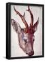 Albrecht Durer (Head of a deer)-null-Framed Poster